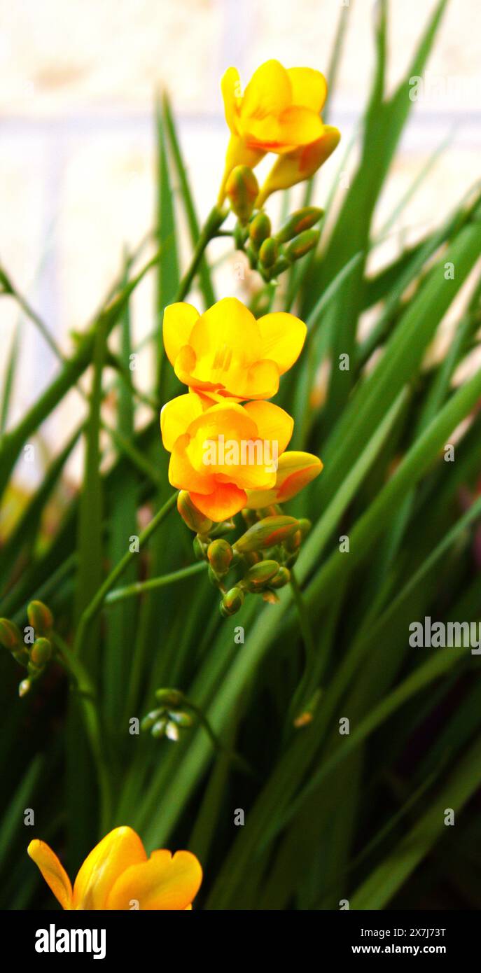 Yellow Freesia, Freesia refracta (famiglia delle Iridaceae) è un genere di piante erbacee perenni a fiore. Foto Stock