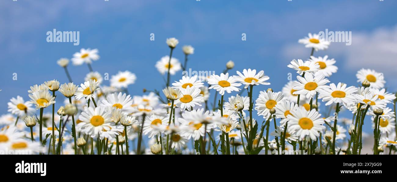 Blooming Daisy Field sotto Blue Sky Foto Stock