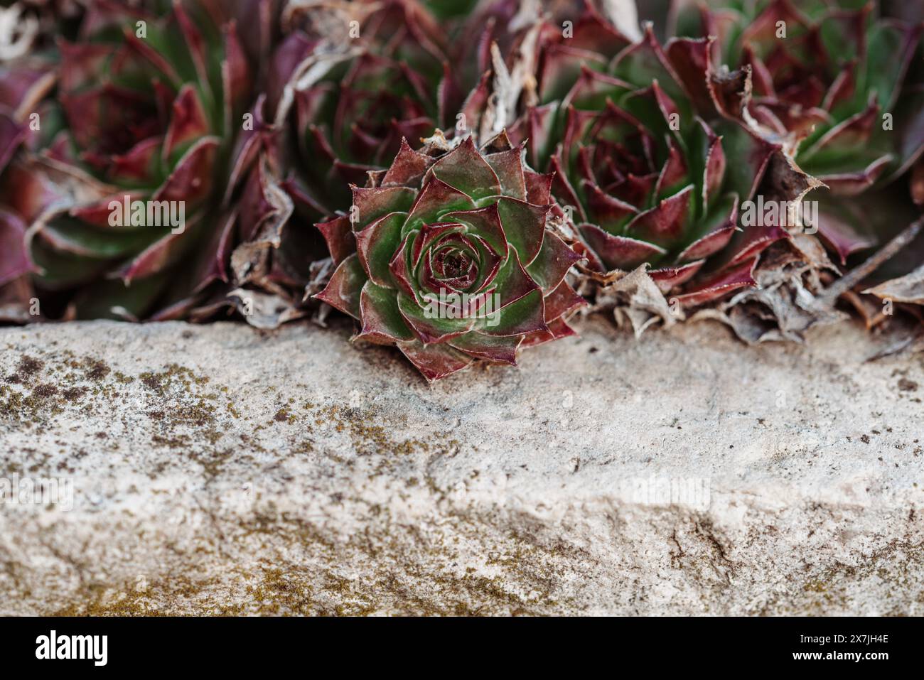 Sempervivum nella ciotola di pietra in primavera. Sempervivum è un genere di circa 40 specie di piante da fiore della famiglia Crassulaceae. Foto Stock