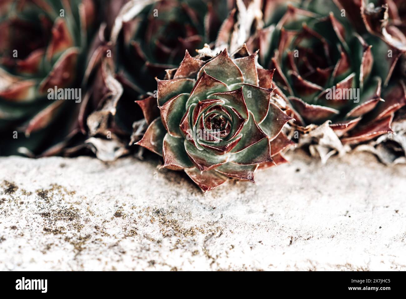 Sempervivum nella ciotola di pietra in primavera. Sempervivum è un genere di circa 40 specie di piante da fiore della famiglia Crassulaceae. Foto Stock