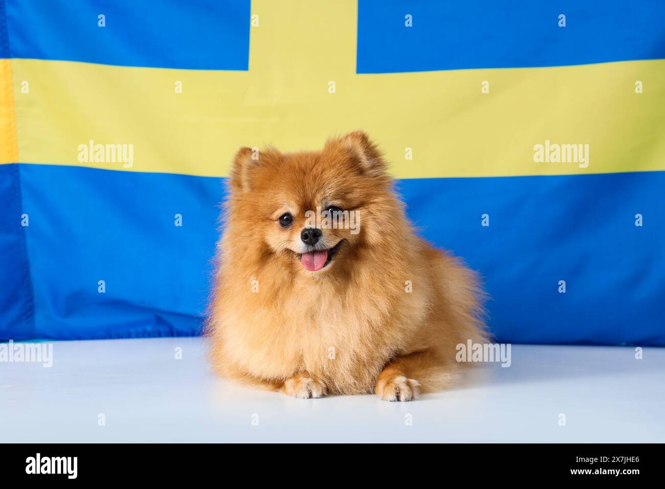 Carino cane della Pomerania steso sul tavolo contro la bandiera della Svezia Foto Stock