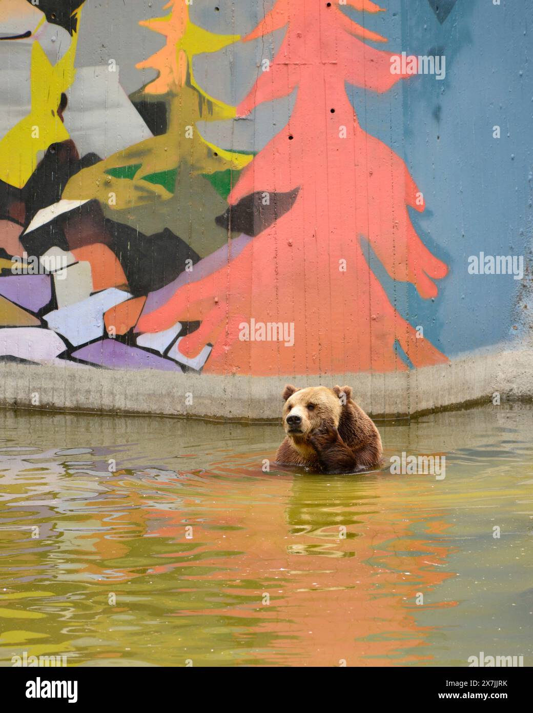Orso bruno eurasiatico Ursus arctos arctos in una piscina in cattività nel suo recinto di cemento con dipinti nello zoo di Sofia, Sofia Bulgaria, Balcani, UE Foto Stock