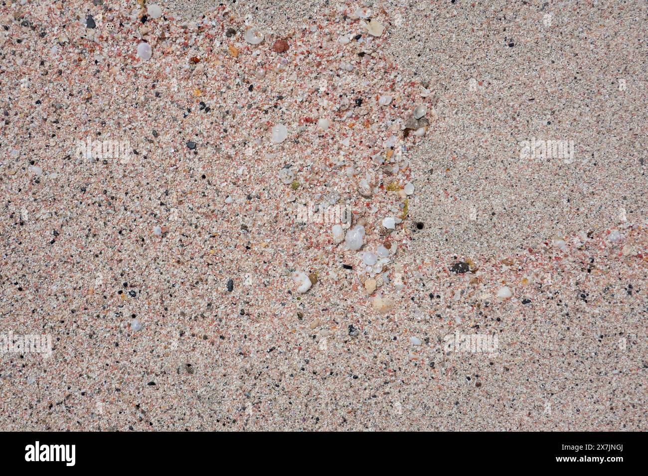 Particolare della sabbia rosa che è caratteristica della spiaggia di Elefonisi a Creta, in Grecia, in realtà un misto di sabbia con frammenti di conchiglie e di ogni tipo Foto Stock