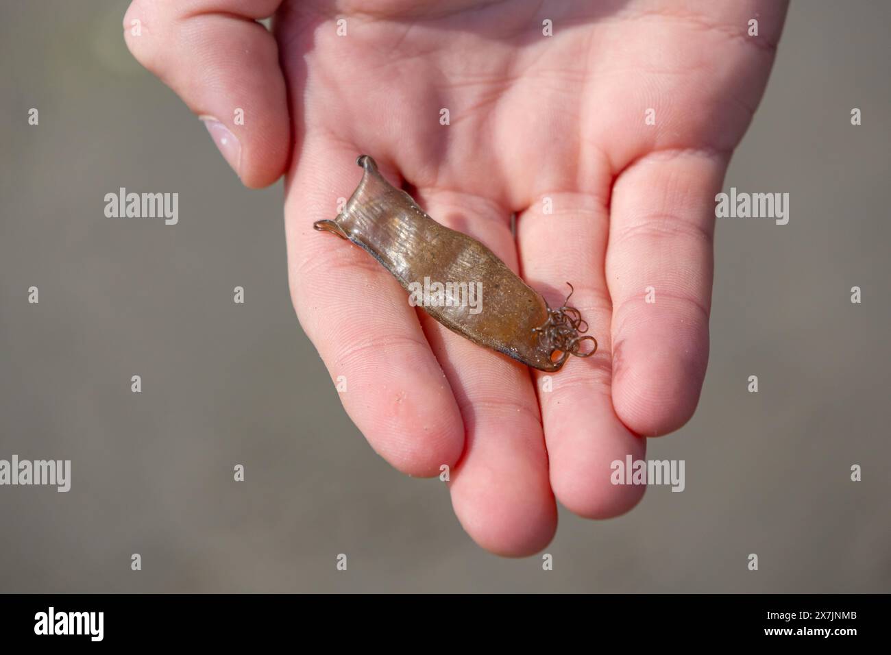 Piccolo contenitore di uovo di squalo nella mano della mano della persona dopo che è stato lavato a riva sulla spiaggia Foto Stock