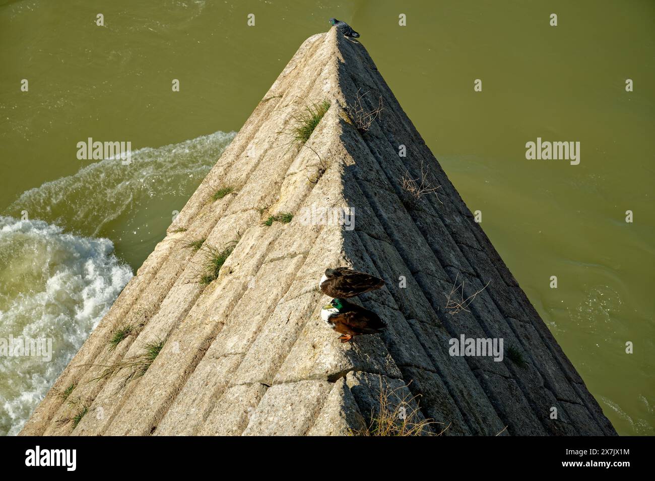 Ripresa dinamica dal ponte di leoni che mostra un contrafforto triangolare che taglia il fiume, con l'acqua che gira intorno. Le anatre poggiano sulla pietra grezza. Foto Stock