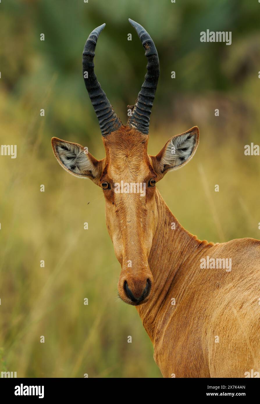 Alcelafo di Lelwel - Alcelaphus buselaphus lelwel anche alcelafo di Jacksons, grande antilope nelle praterie in Uganda, Africa. Ibridazione con arteb di coke Foto Stock