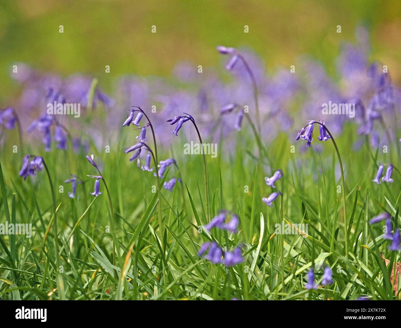 Fiori di campanello nativo (Hyacinthoides non-scripta) che annuiscono sopra l'erba al sole primaverile sulle colline dell'Eden Valley, Cumbria, Inghilterra, Regno Unito Foto Stock