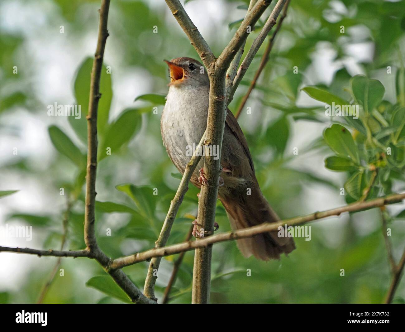 Cettia Cetti's Warbler (Cettia cetti) con ampio becco aperto nel cespuglio di capra Willow in letto reedbed presso RSPB Leighton Moss, Lancashire, Inghilterra Regno Unito Foto Stock