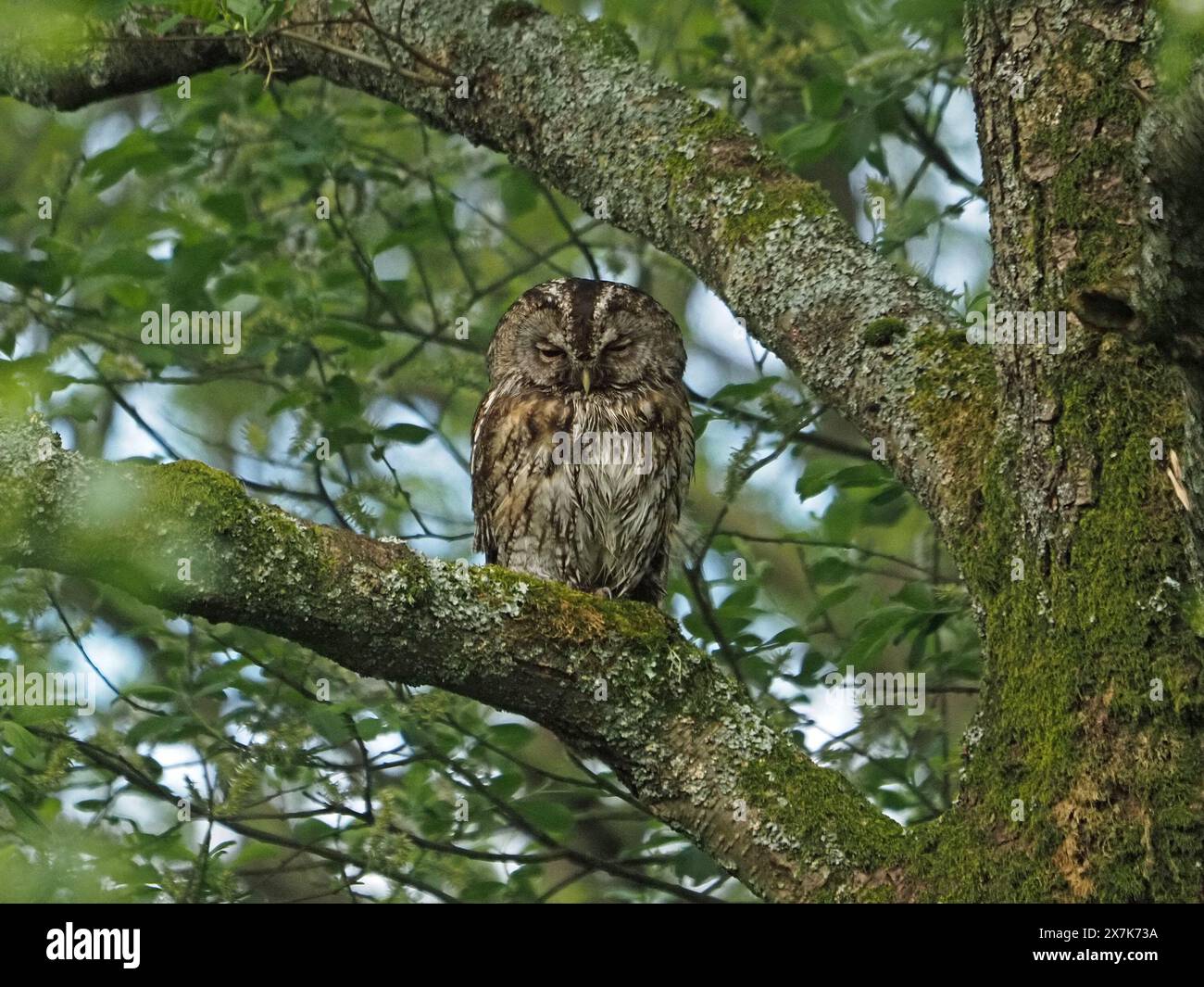 Tawny Owl mimetizzato, noto anche come Brown owl (Strix aluco) alla luce del giorno, arroccato sul ramo del salice a RSPB Leighton Moss, Lancashire, Regno Unito Foto Stock
