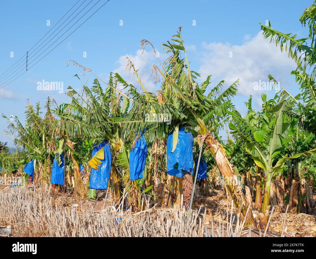 Maggio 2024 - ulteriori sostegni in una piantagione di banane vicino a Pegeia, Pafos, Cipro. Foto Stock