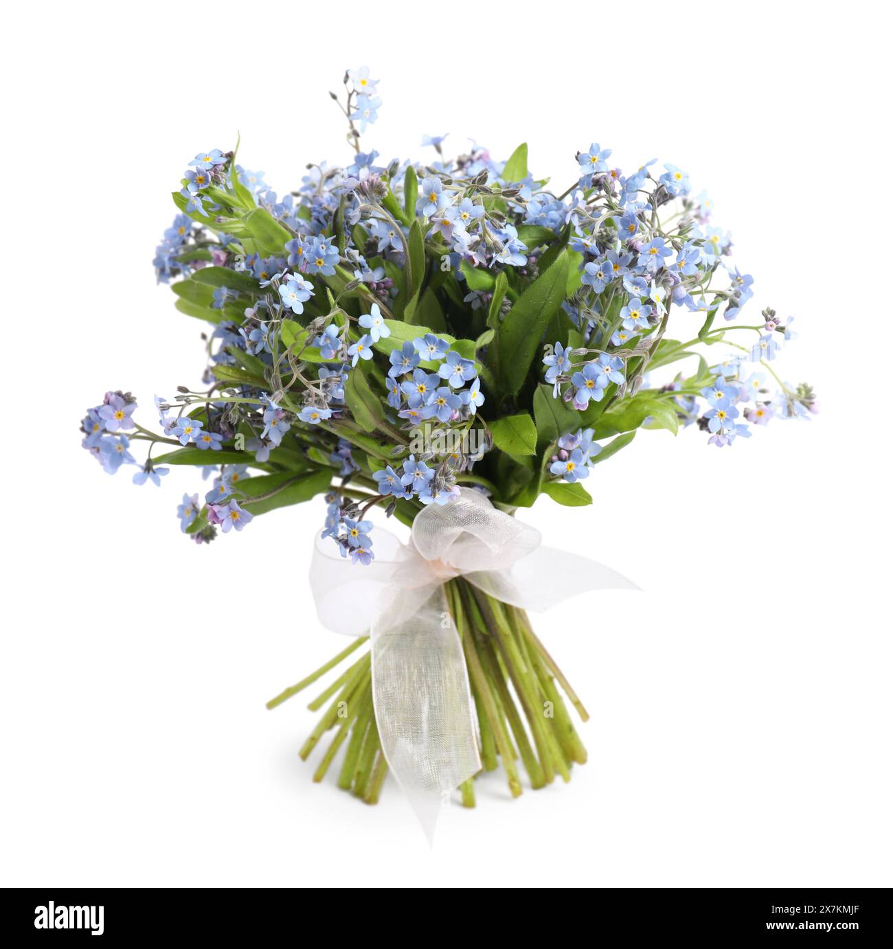 Bouquet di bellissimi fiori "dimentica" su sfondo bianco Foto Stock