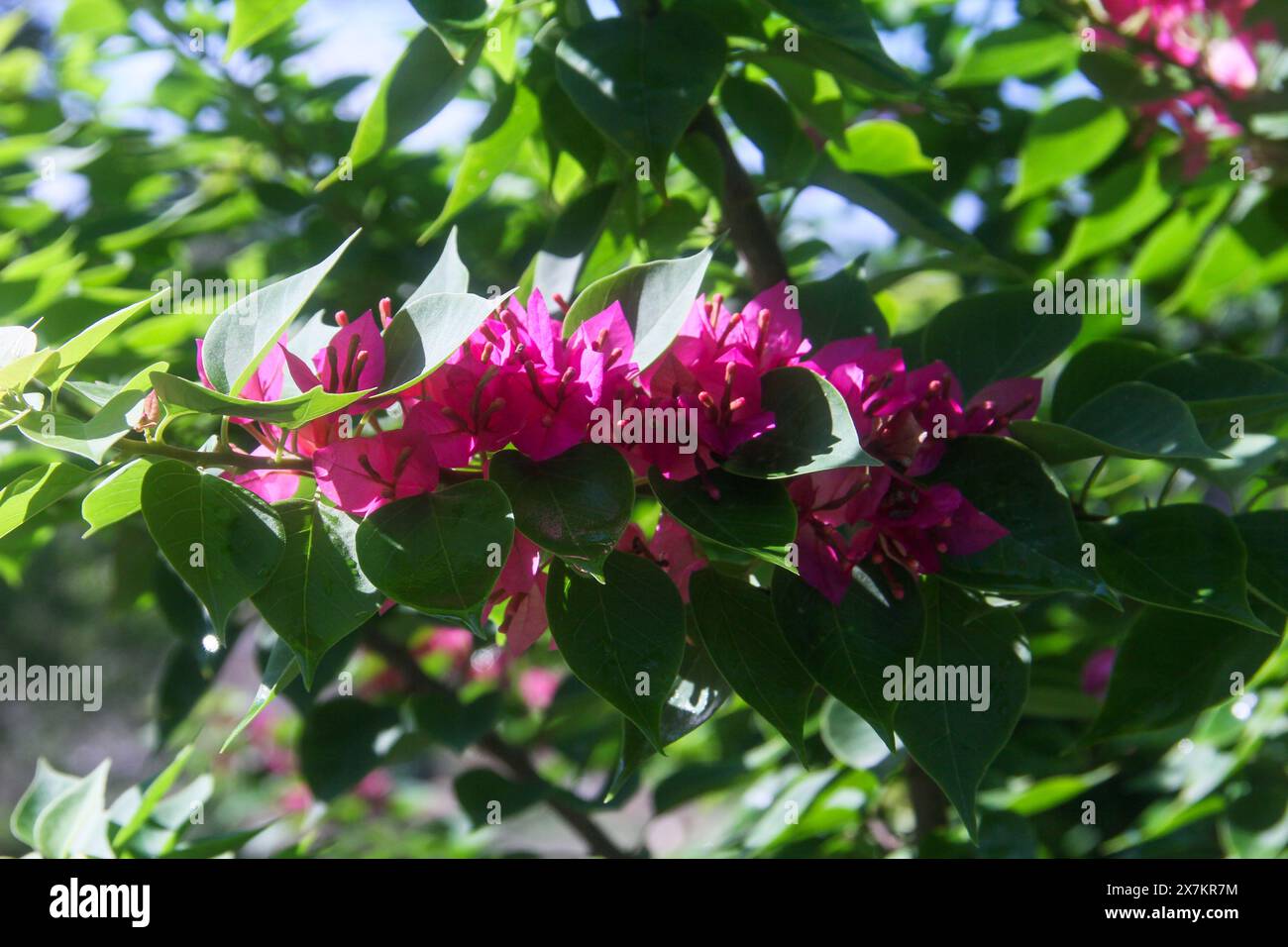 I fiori di bouganville fioriscono magnificamente in estate in Indonesia Foto Stock