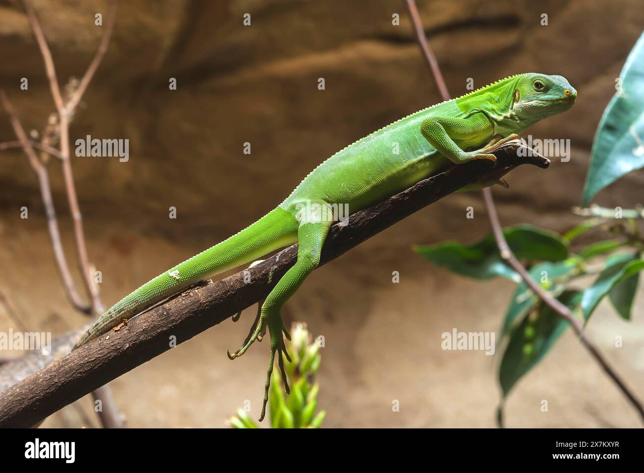 Iguana delle Figi (Brachylophus fasciatus) nel terrario, zoo di Norimberga, Norimberga, Franconia media, Baviera, Germania Foto Stock