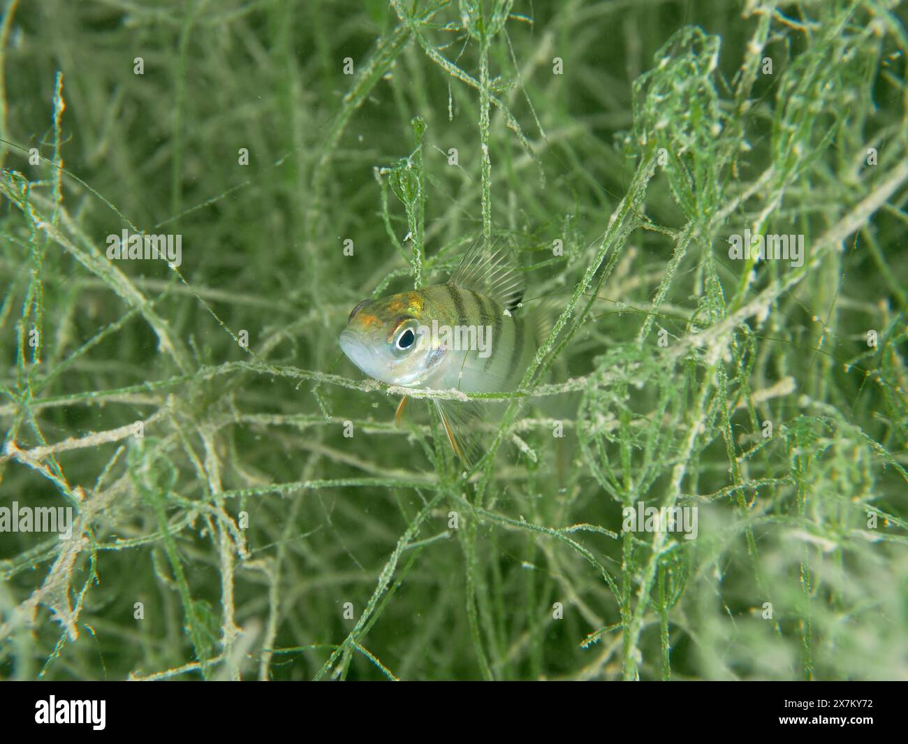 Un piccolo pesce, giovanile persico europeo (Perca fluviatilis), si nasconde in mezzo alla flora subacquea. Sito di immersione Schoggiwand, lago di Zurigo, Kilchberg Foto Stock