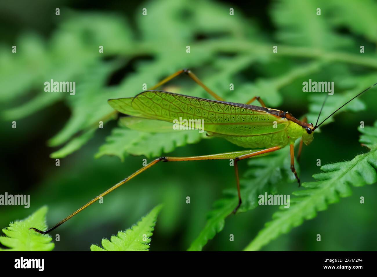 Foto macro dettagliata di un Tettigoniidae (o katydid), che mostra il suo vibrante colore verde e l'intricato motivo del corpo. Wulai, Taiwan. Foto Stock