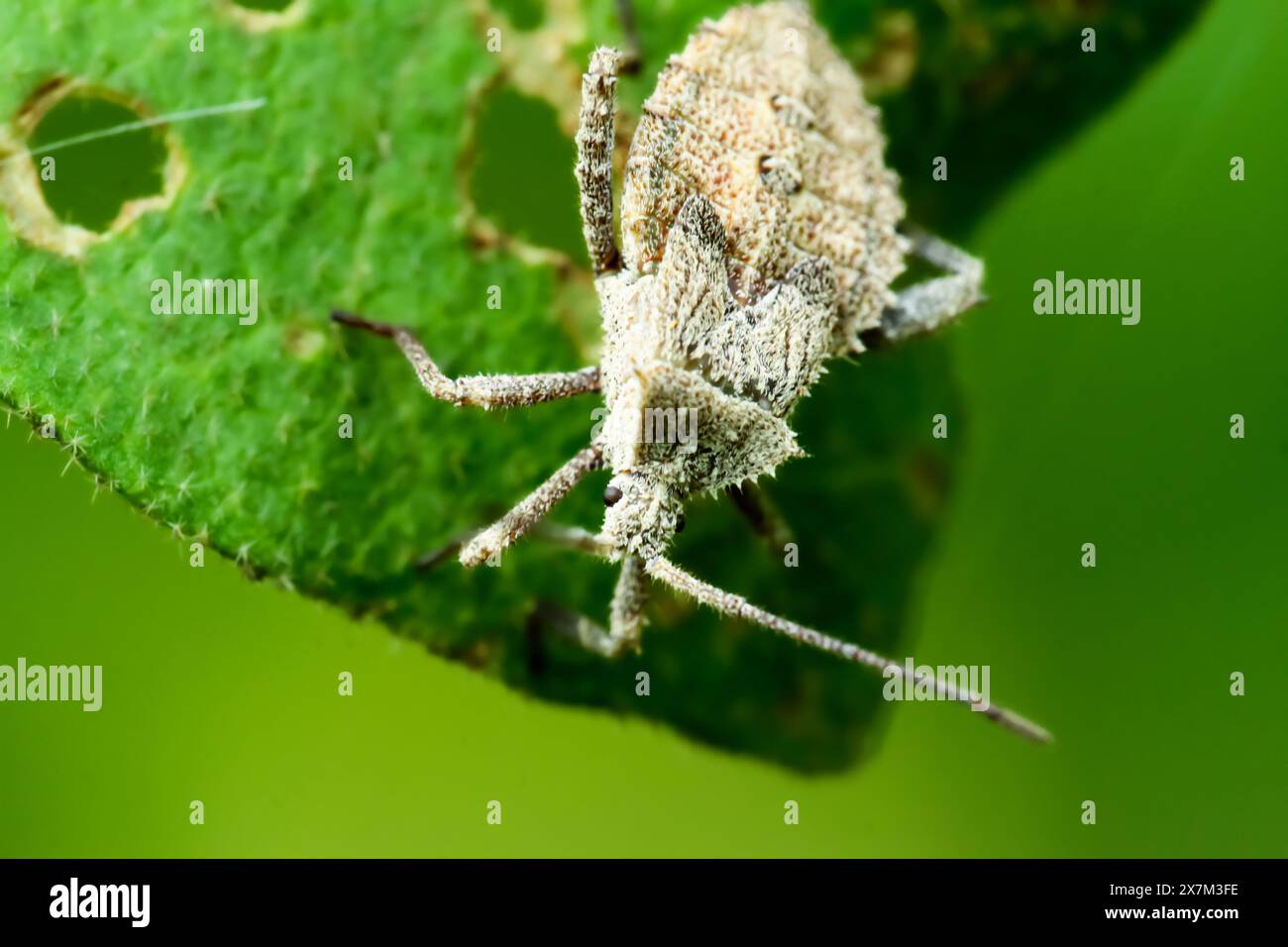 Cattura dettagliata di una scabra Acanthocoris, o insetto vegetale inodore, che mostra i suoi toni terrosi e il corpo testurizzato. Wulai, Taiwan. Foto Stock