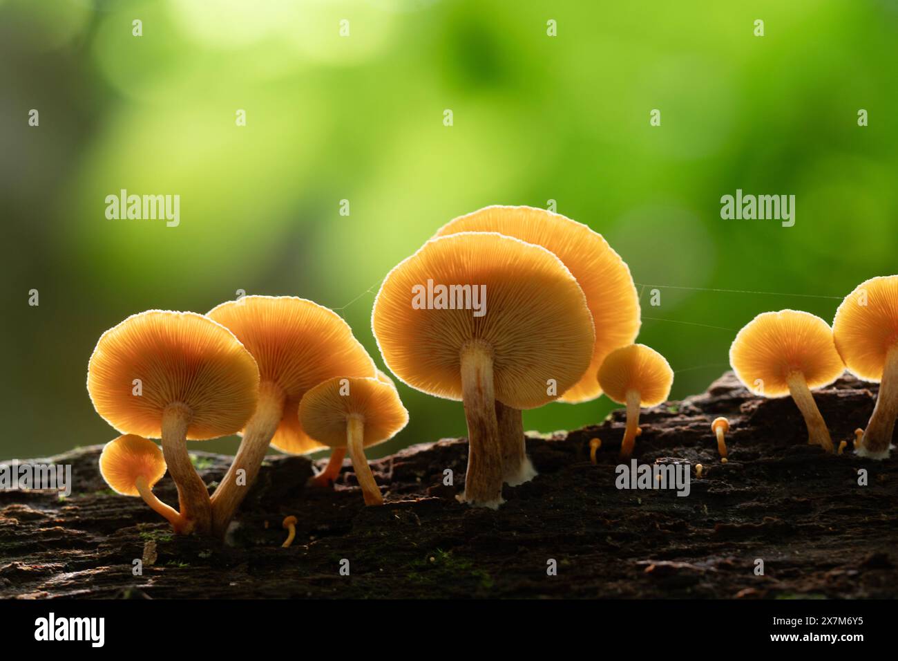 Funghi nella foresta pluviale tropicale per sfondo naturale. Foto Stock