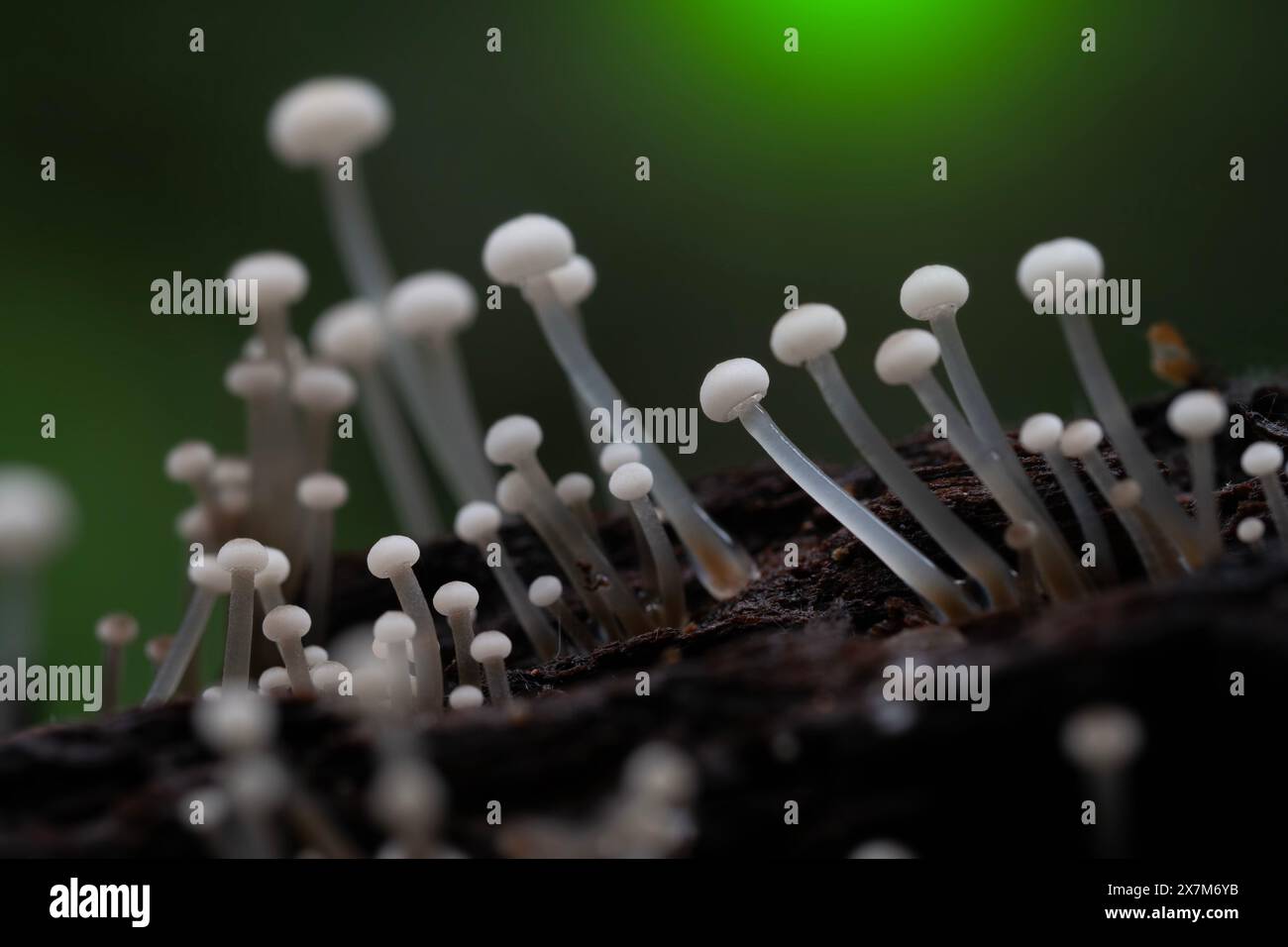 Funghi nella foresta pluviale tropicale per sfondo naturale. Foto Stock