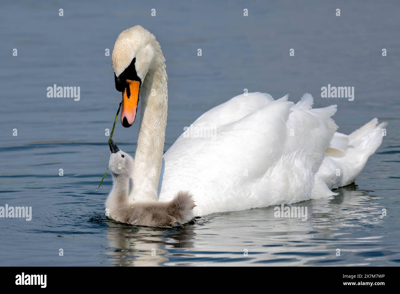 "mangia le tue verdure" Foto Stock