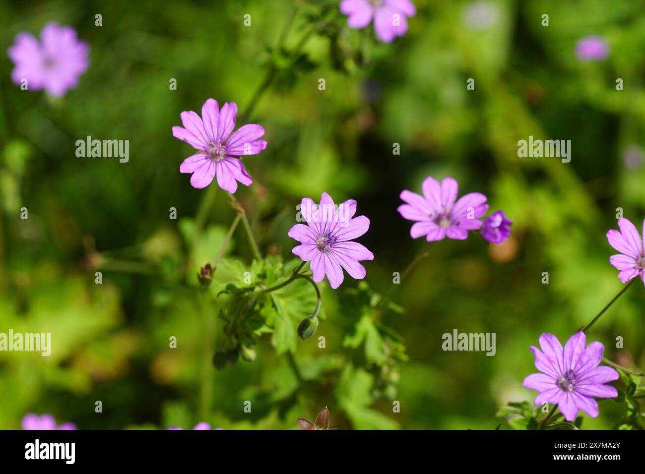 Primo piano beccuccio rosa a fioritura, beccuccio di montagna (Geranium pyrenaicum), famiglia Geraniaceae. Primavera, maggio, giardino olandese Foto Stock