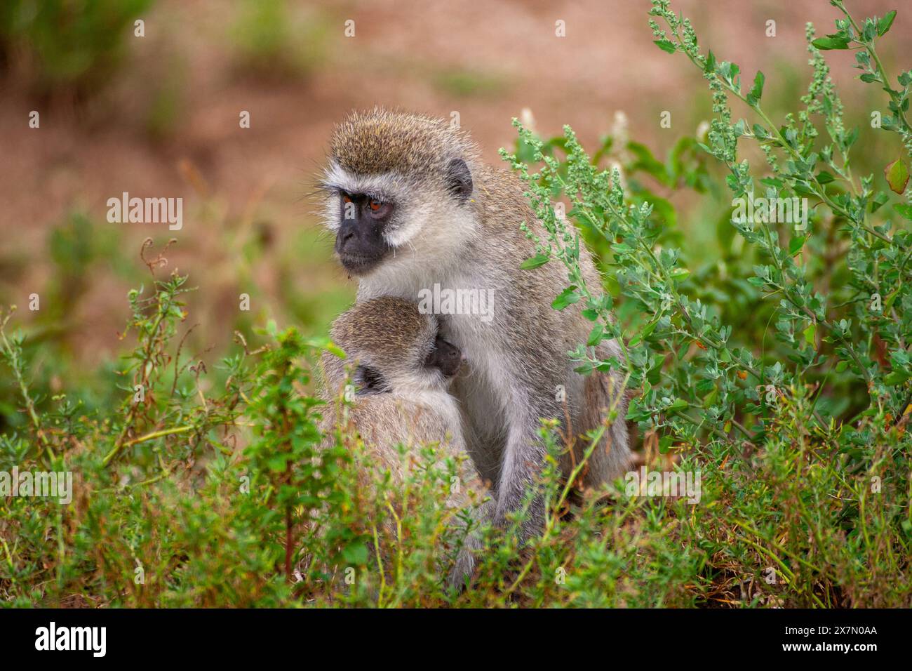 Scimmia Vervet (Chlorocebus pygerythrus). Madre e giovanile queste scimmie sono originarie dell'Africa. Si trovano principalmente in Africa meridionale, AS Foto Stock