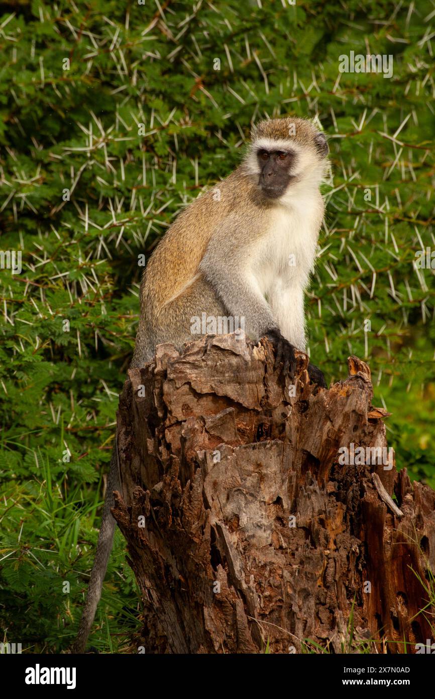 Scimmia Vervet (Chlorocebus pygerythrus). Seduti su una roccia, queste scimmie sono originarie dell'Africa. Si trovano principalmente in Africa meridionale, come noi Foto Stock