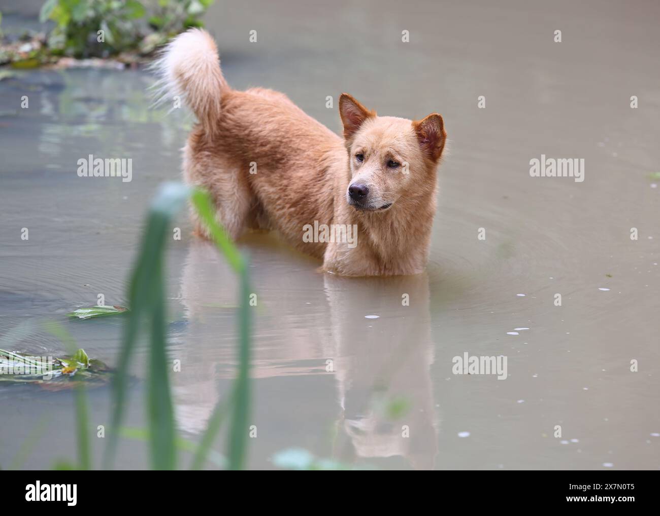 Il cane Askal di razza locale filippina si raffredda nel fiume, onde di calore estreme nelle Filippine e nel sud-est asiatico, Foto Stock