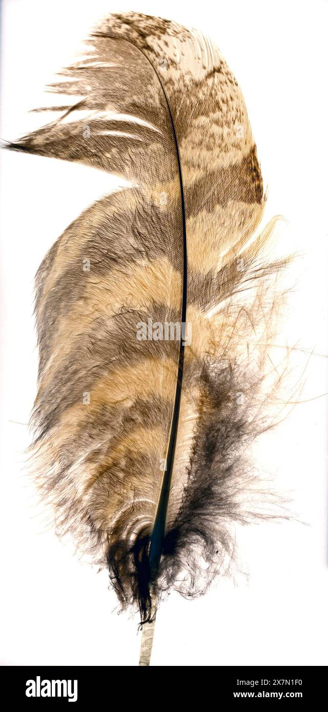 Piuma di un gufo eurasiatico (bubo bubo) su sfondo bianco Foto Stock