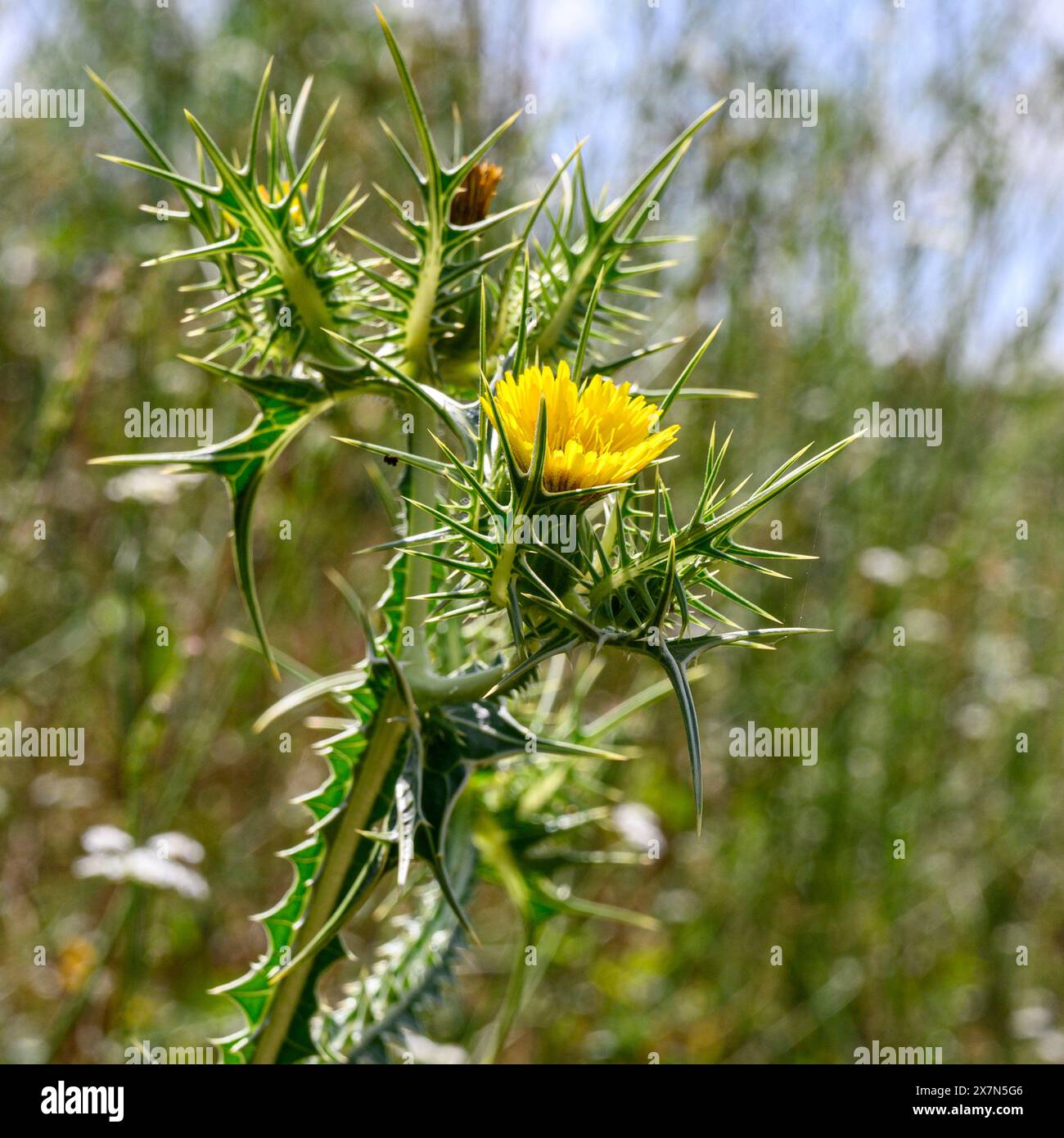 Spotted Golden Thistle Scolymus maculatus è una pianta spinosa annuale della famiglia delle Asteraceae, originaria della regione mediterranea nell'Europa meridionale, sou Foto Stock