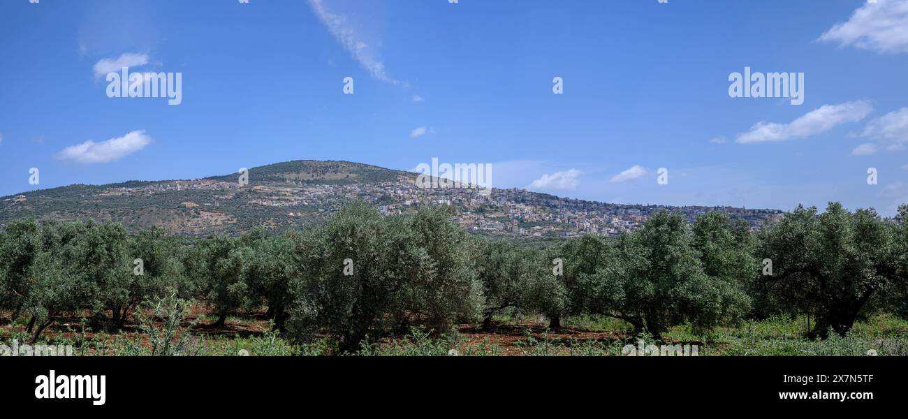 Piantagione di ulivi con antichi ulivi fotografati nella riserva naturale del torrente Tzalmon, alta Galilea, Israele Foto Stock