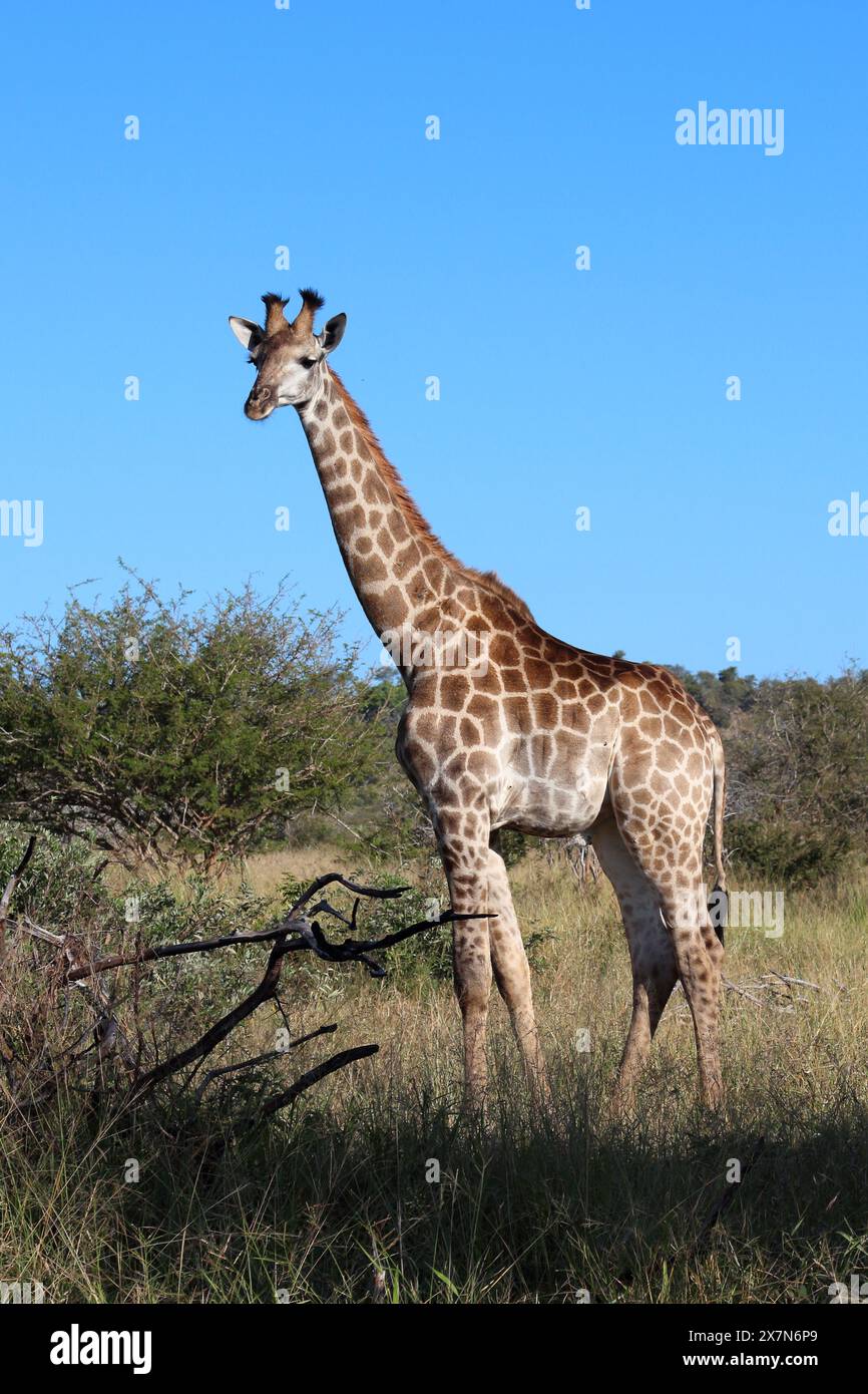 Giraffe / Giraffe / Giraffa camelopardalis Foto Stock