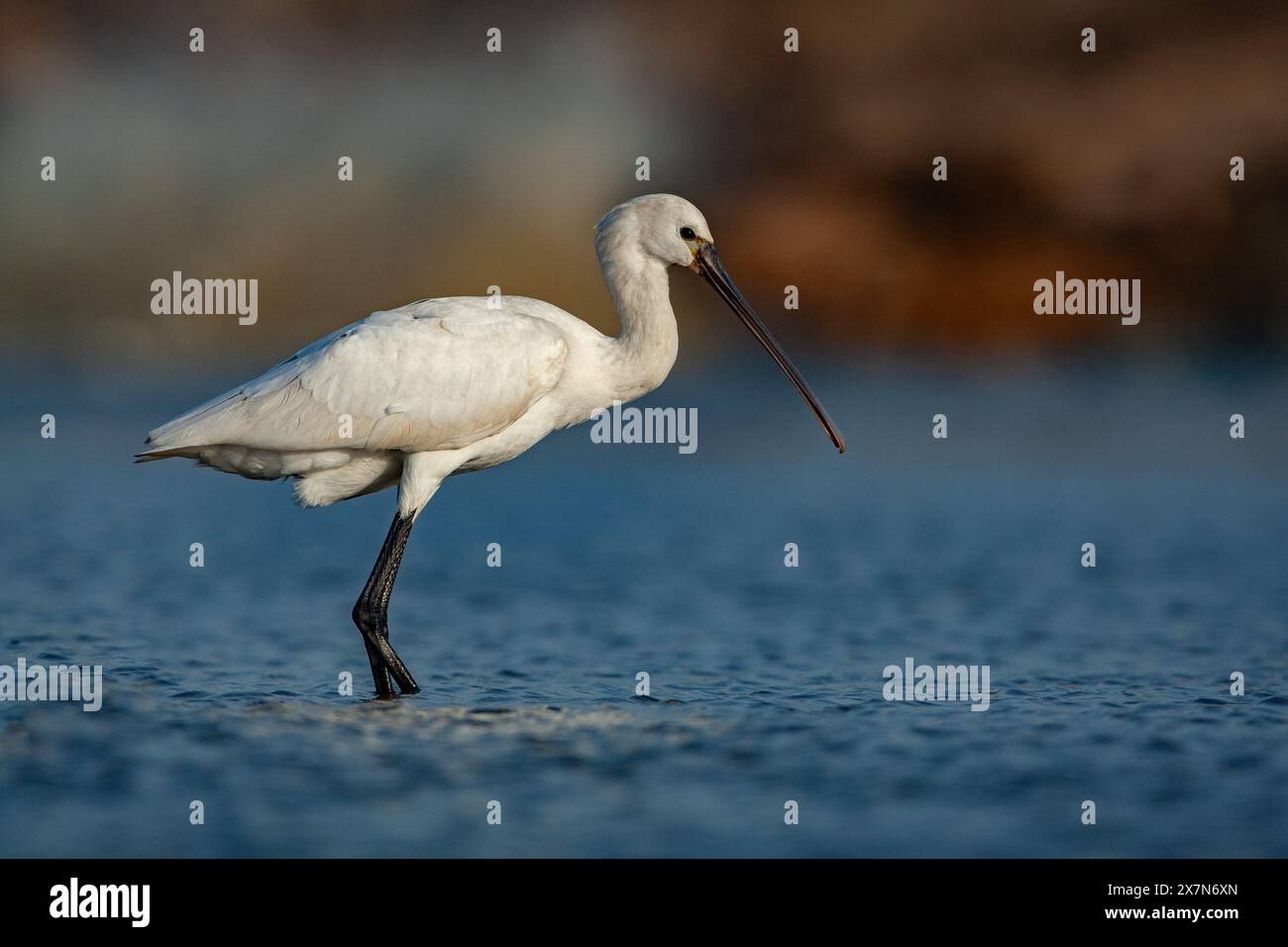 Alimentazione con cucchiai eurasiatici (Platalea leucorodia). Fotografato in Israele a novembre Foto Stock