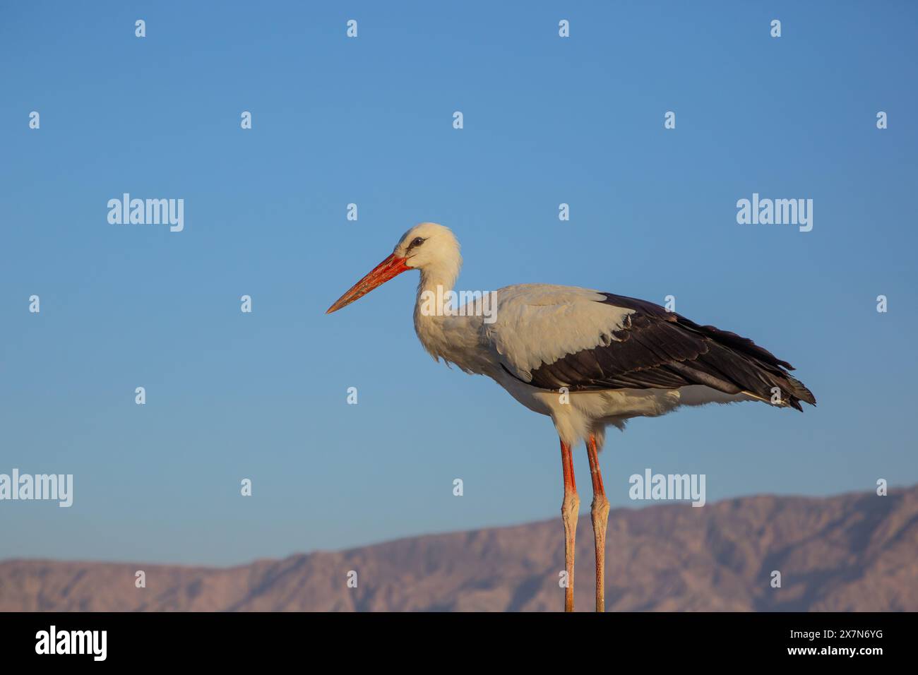 Un gregge di cicogna bianca (Ciconia ciconia) che si forgia per il cibo sul terreno. La cicogna bianca si trova in alcune parti dell'Europa e dell'Asia sudoccidentale, ed è una Foto Stock