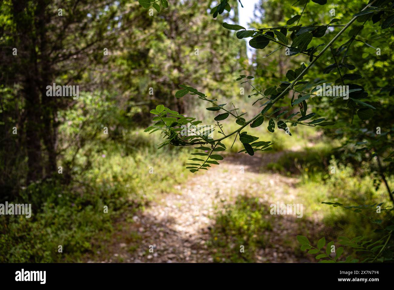 Perduto nel mare smeraldo, dove ogni sfumatura di verde racconta una storia di resilienza e bellezza della natura. Foto Stock
