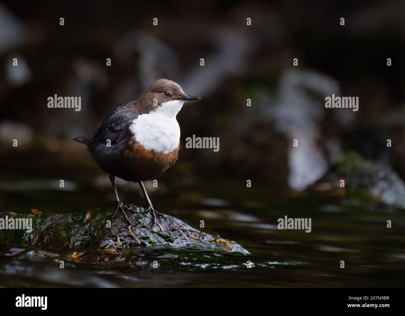 Immersioni per adulti (cinclus cinclus), pesca su un fiume che scorre veloce, in Scozia Foto Stock