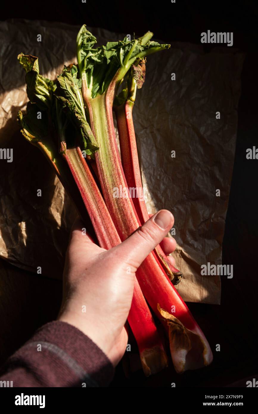 Gambi di frutta fresca di rabarbaro raccolta a mano Foto Stock
