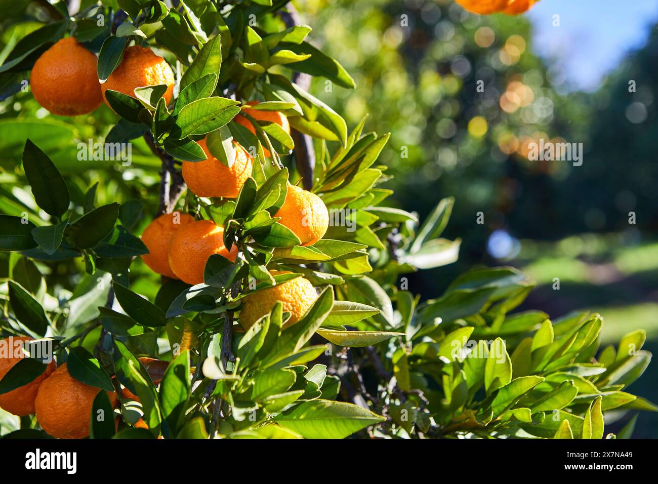 Primo piano di arance mandarine su un albero Foto Stock