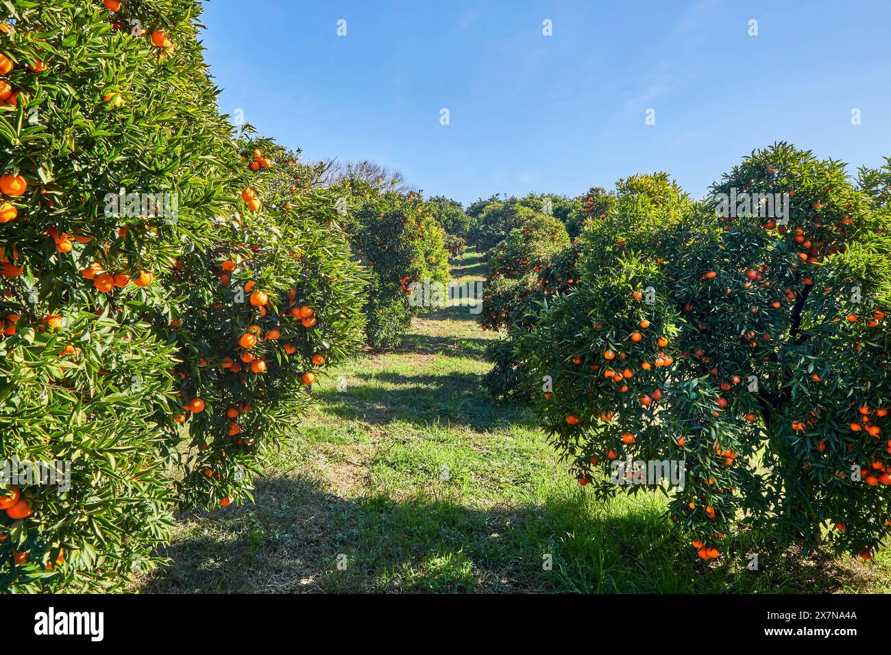Paesaggio Mandarin Orange Orchard con cielo blu Foto Stock