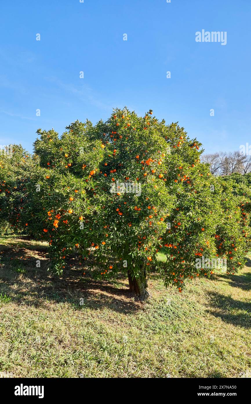 Paesaggio Mandarin Orange Orchard con cielo blu Foto Stock