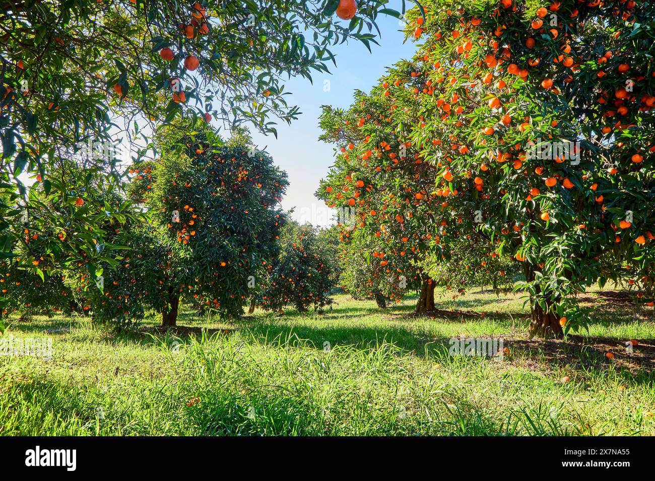 Paesaggio Mandarin Orange Orchard Foto Stock