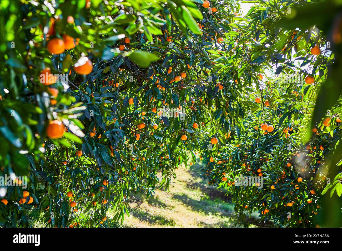 Guardando attraverso gli alberi di Mandarin Orange Orchard Foto Stock