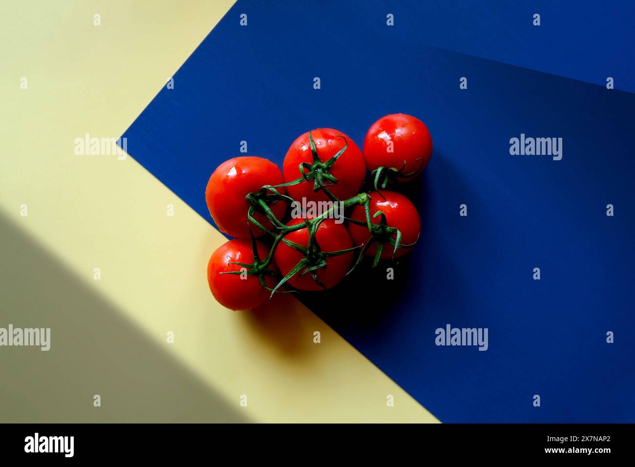 Pomodori maturi sulla vite con blocchi di colore e ombre geometriche estetiche. Foto Stock