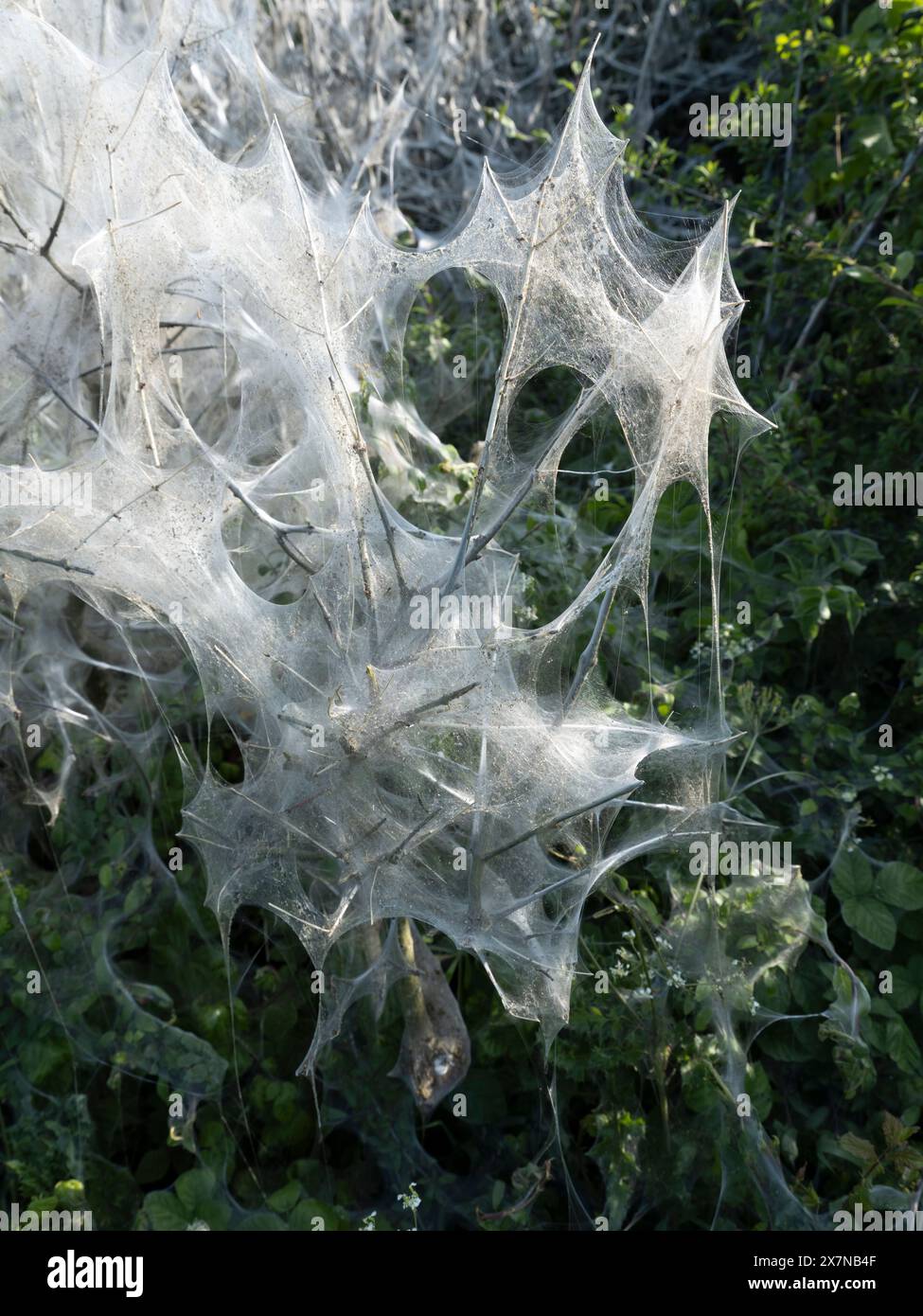 Rete di coperte di seta della falena di Ermine che copre gran parte di un riccio nel Wiltshire rurale Foto Stock