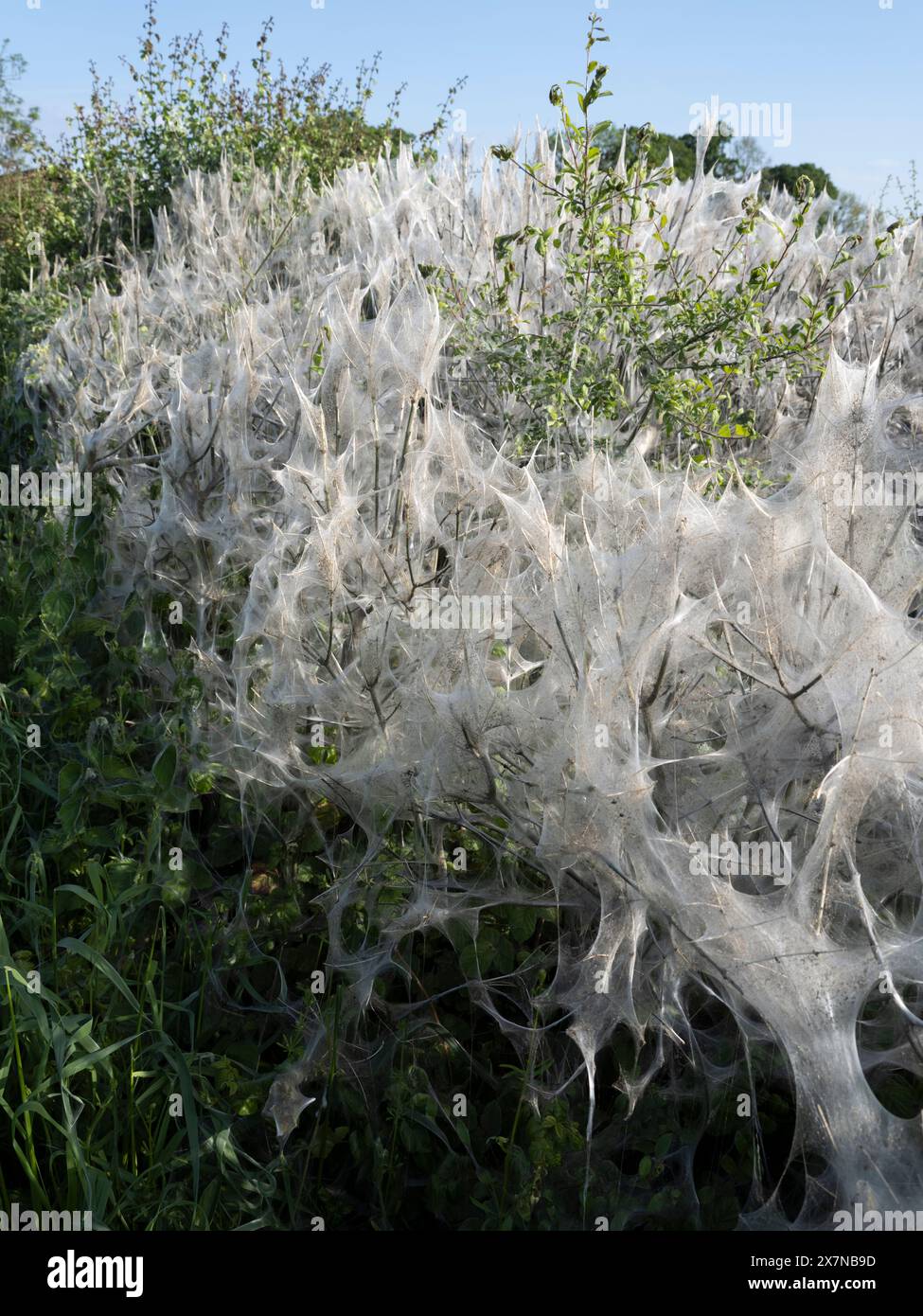 Rete di coperte di seta della falena di Ermine che copre gran parte di un riccio nel Wiltshire rurale Foto Stock