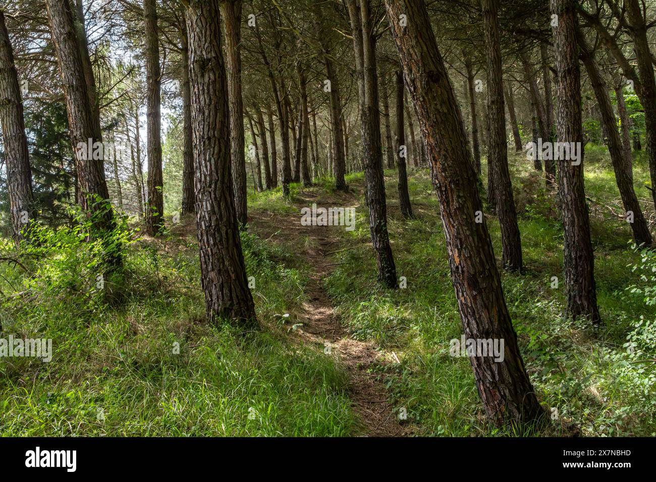 Un paradiso verde dove il mondo rallenta e la mente può vagare liberamente. 🌲🌿' Foto Stock