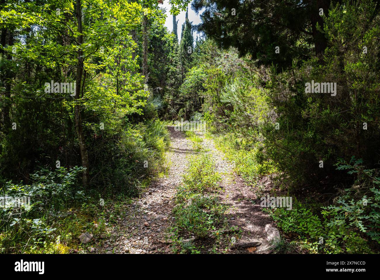 Qui, tra le radici aggrovigliate e le torreggianti tettoie, mi ritrovo umiliato dalla maestosità della natura e ispirato dalla creatività sconfinata Foto Stock