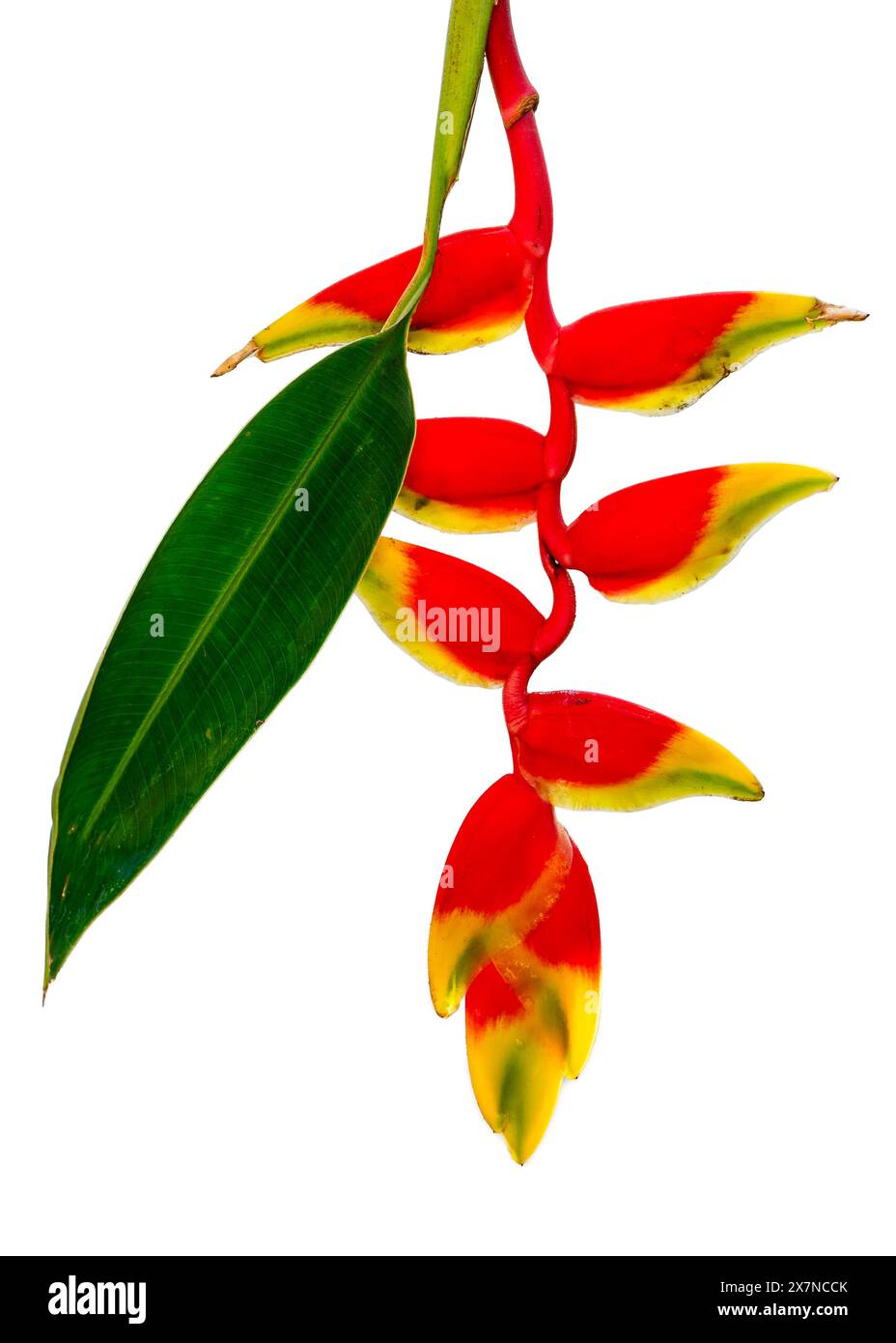 Vista ravvicinata del fiore rosso e giallo del rostrato tropicale di heliconia, noto anche come artiglio di aragosta sospeso o falso uccello del paradiso isolato su sfondo bianco Foto Stock