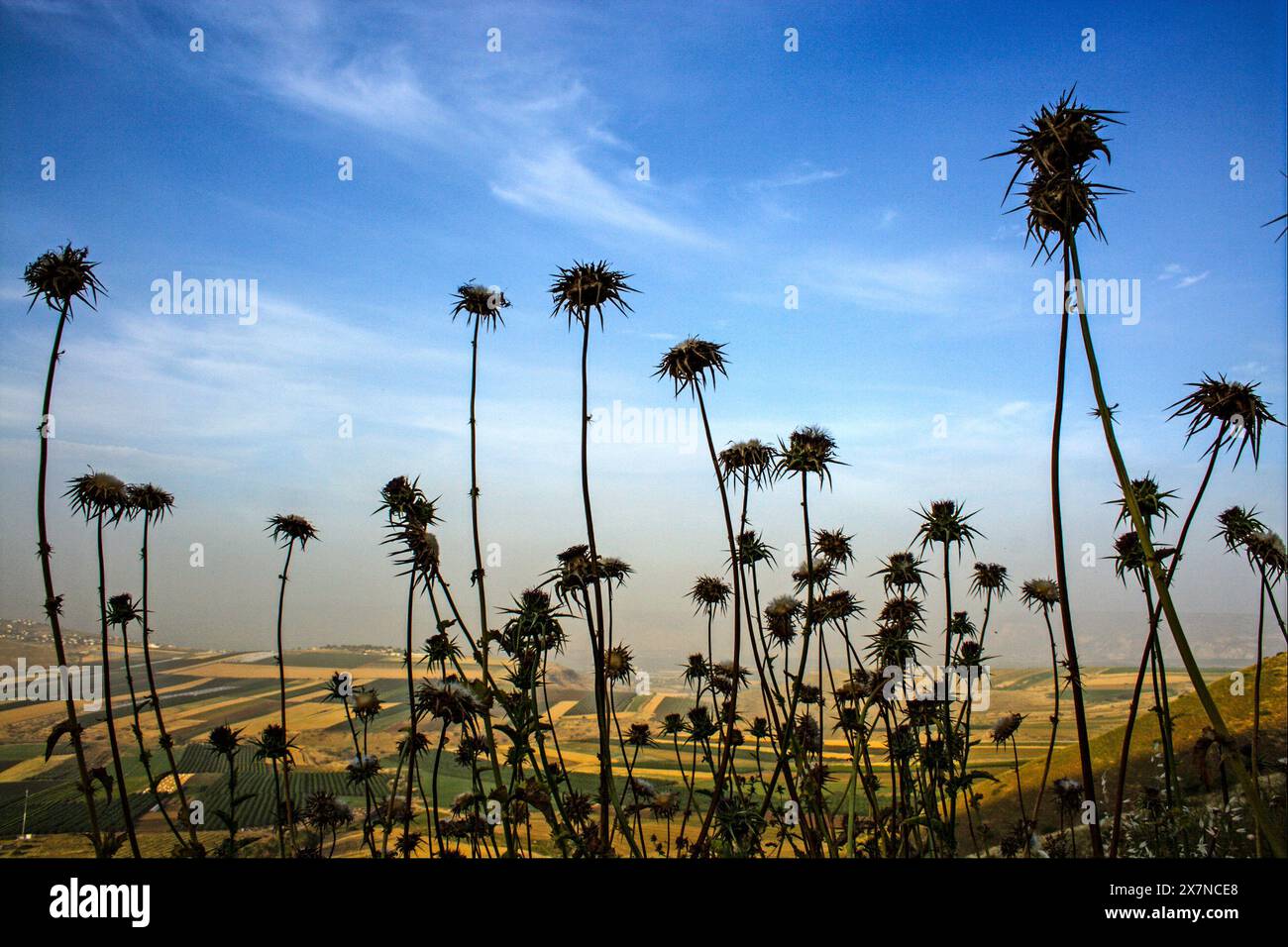 Silybum marianum Cardo di nostra Signora, Cardo Santo, Cardo del latte sagomato su uno sfondo blu Foto Stock