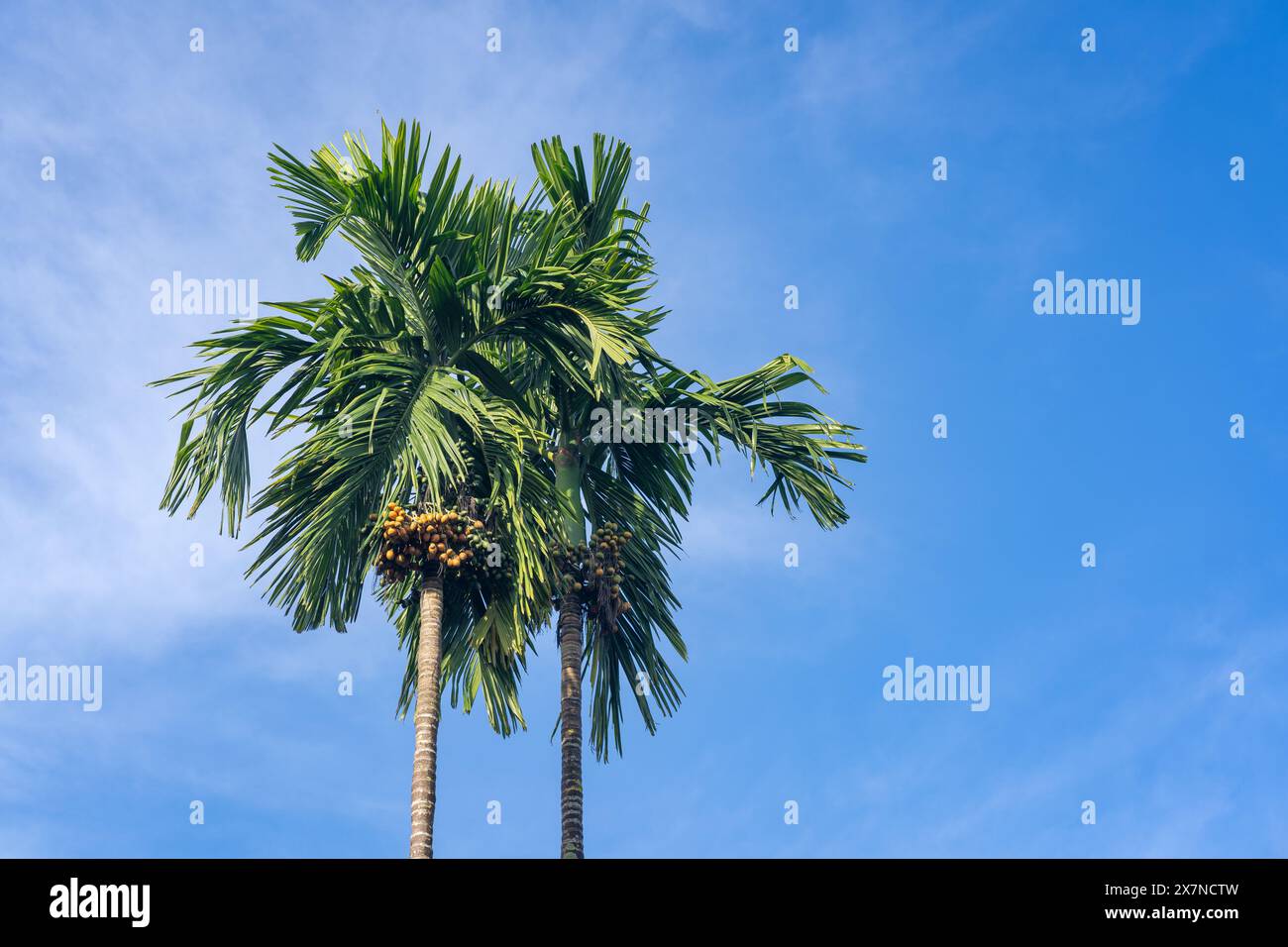 Vista del paesaggio di areca catechu aka palma di noci di betel con frutta matura su sfondo blu del cielo Foto Stock