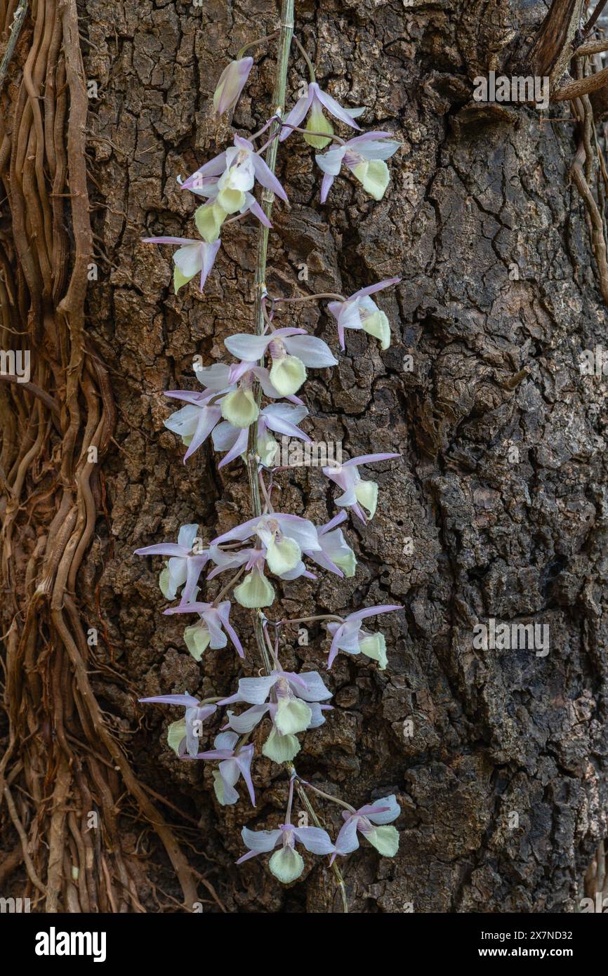 Vista verticale ravvicinata dei fiori cremosi delle specie di orchidee epifitiche di dendrobium aphyllum bianco e viola che fioriscono all'aperto sullo sfondo della corteccia degli alberi Foto Stock